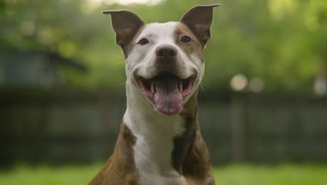 Cinematic-Brown-and-White-Pitbull-Terrier-Smiling-and-Panting-Close-Up-4K