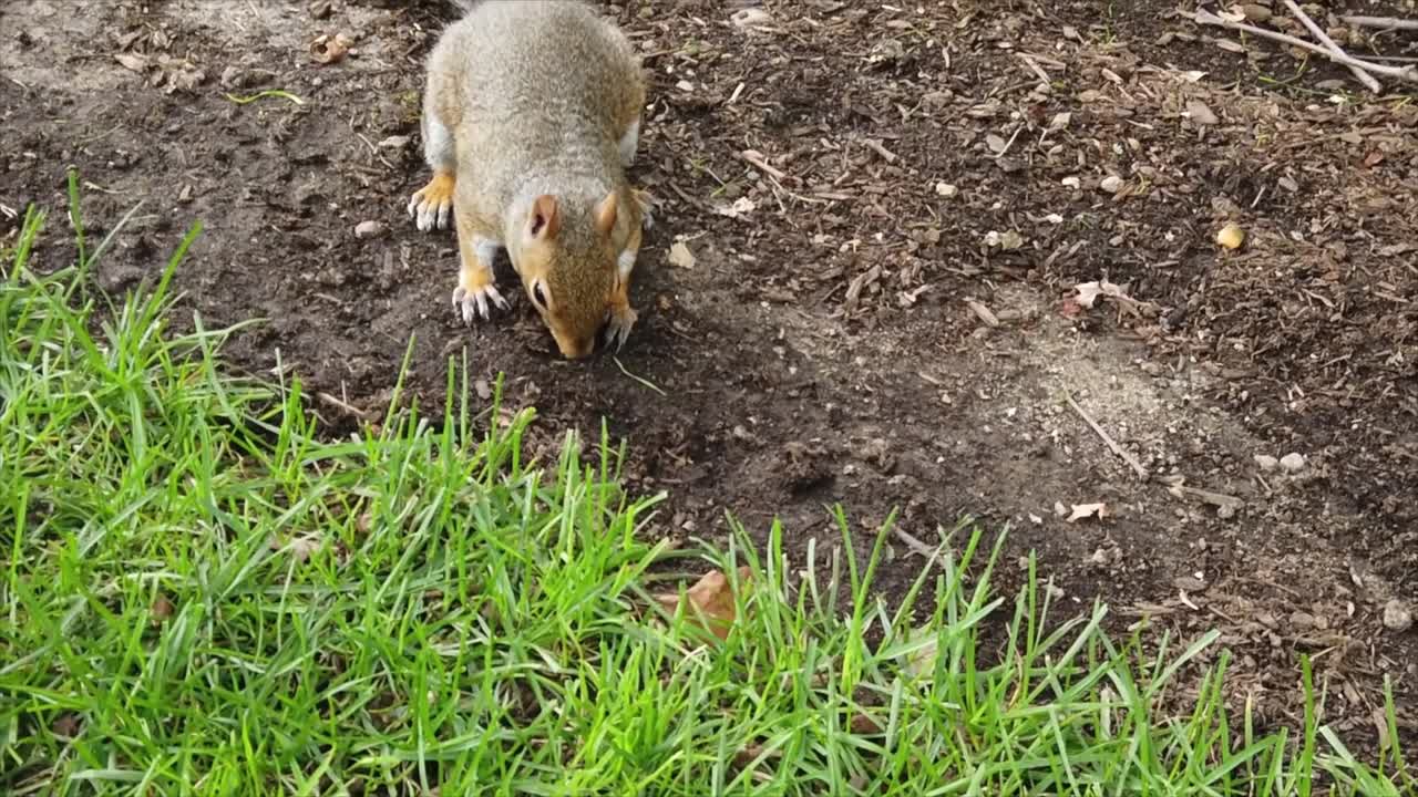 Squirrel with brown fur on a green lawn. Slow motion