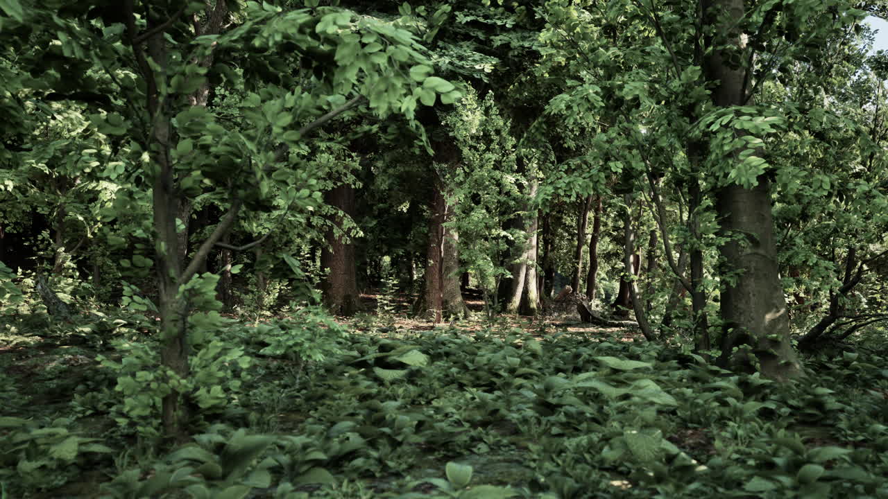 푸른 나무가 가득한 숲