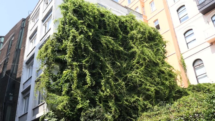 Edificio ricoperto da vegetazione lussureggiante