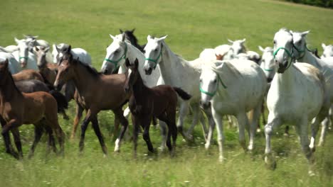 Los-Caballos-Lipizzanos-Pastan-En-Un-Prado-Verde