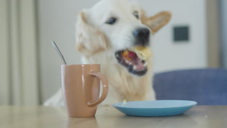 el golden retriever comiendo
