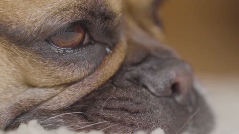 a close-up of a dog's face, focusing on its eye and part of its muzzle, showing the details of its fur and skin