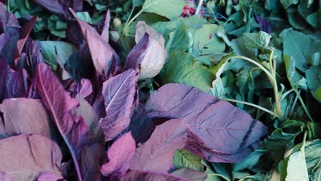 fresh-organic-red-amaranth-spinach-from-farm-close-up-from-different-angle