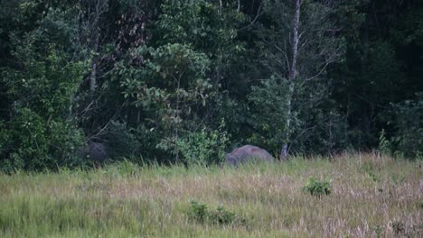 Seen-at-the-edge-of-the-forest-pulling-trees-down-as-they-feed,-Indian-Elephant-Elephas-maximus-indicus