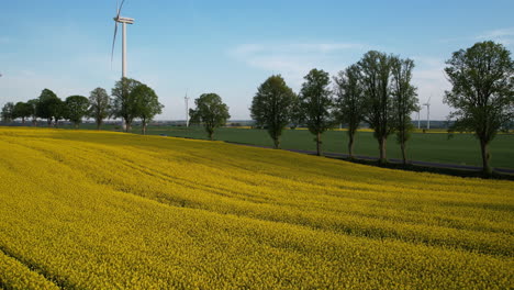 Cars-moving-through-a-flowering-rapeseed-field