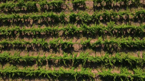 Vista-Aérea-De-Un-Viñedo-Portugués,-Drones-Volando-Hacia-Atrás-Sobre-Las-Vides,-Cerca-De-Las-Hileras-De-Vides