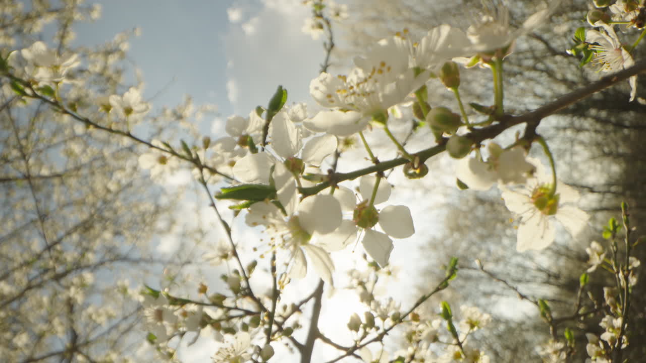 Spring Blossoms in Full Bloom