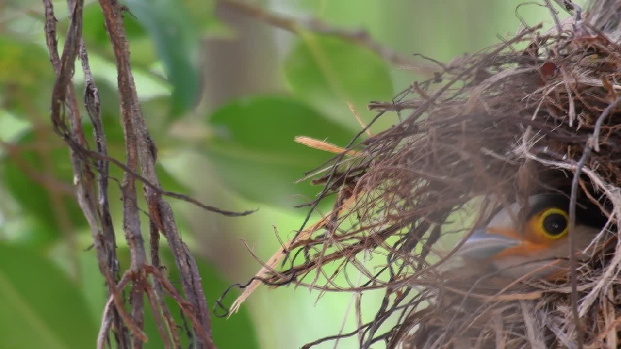 The Silver-breasted Broadbill is a famous bird in Thailand, both local and international