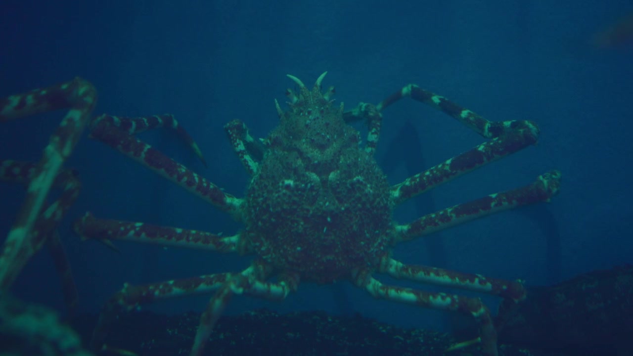Golden King Crab aka Brown King Crab Moving Its Legs Inside The Glass Aquarium With Rays Of Light In Numazu, Japan