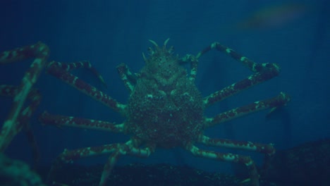 Golden-King-Crab-aka-Brown-King-Crab-Moving-Its-Legs-Inside-The-Glass-Aquarium-With-Rays-Of-Light-In-Numazu,-Japan