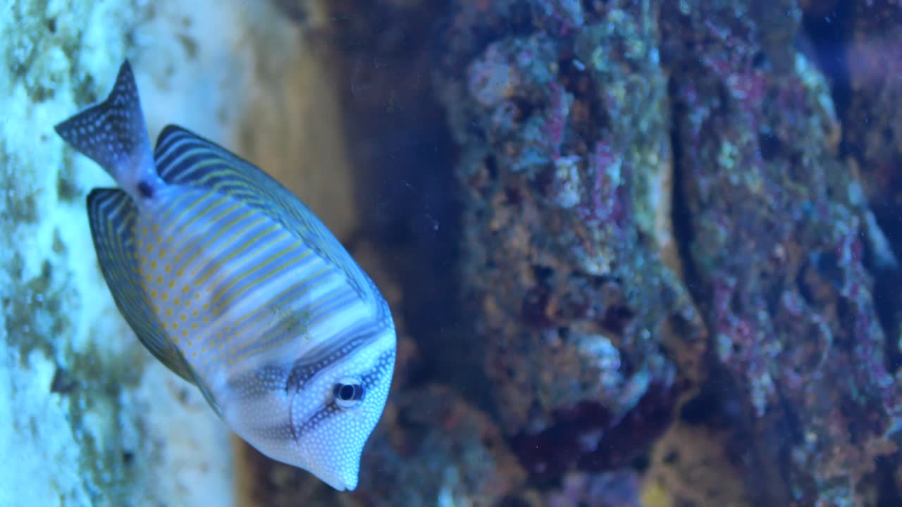 Blue and Yellow Striped Fish in an Aquarium