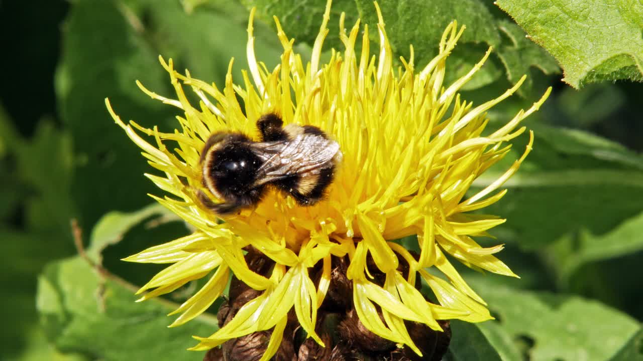 un primer plano macro de un abejorro en una flor amarilla buscando comida y volando