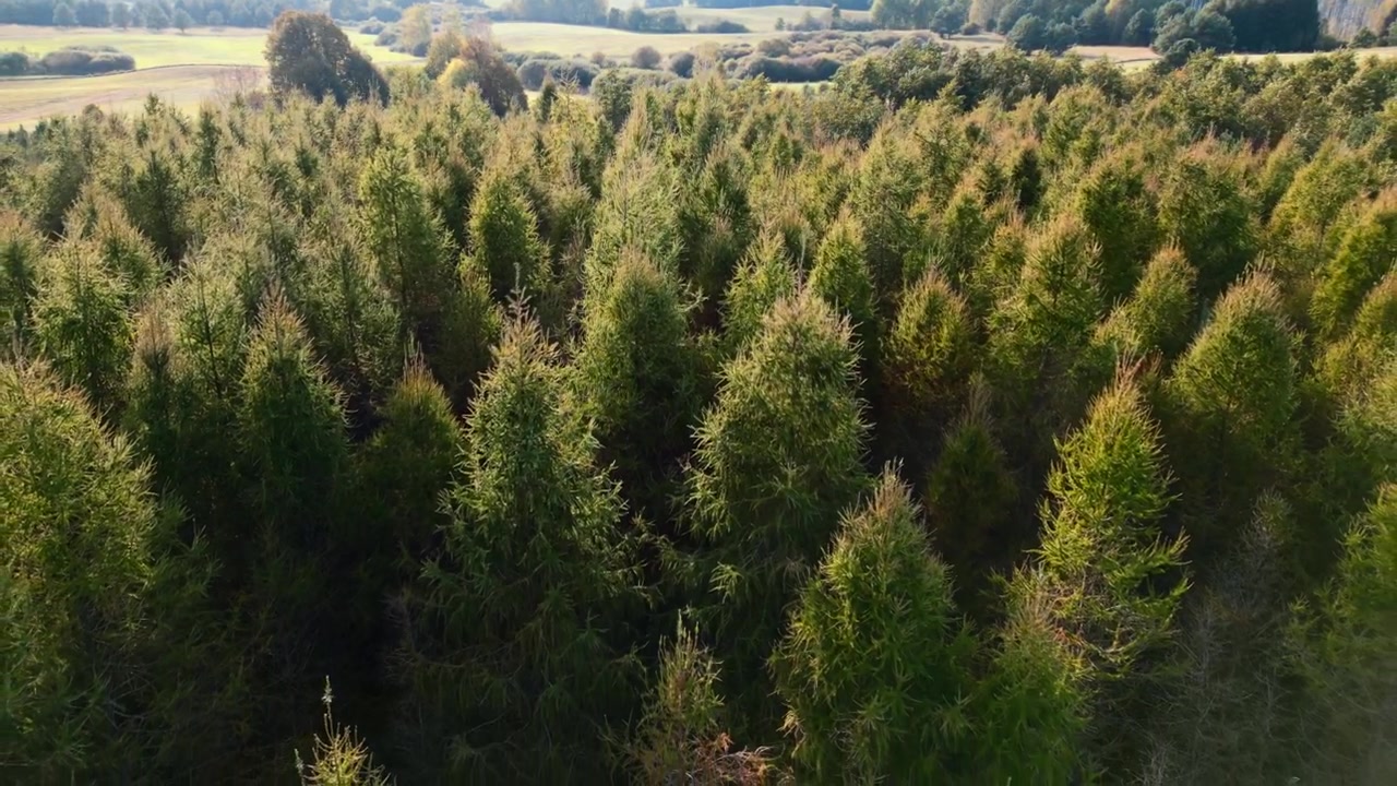 Vol de drone au-dessus de la cime d'arbres feuillus et conifères. Temps d'automne très venteux mais ensoleillé.
