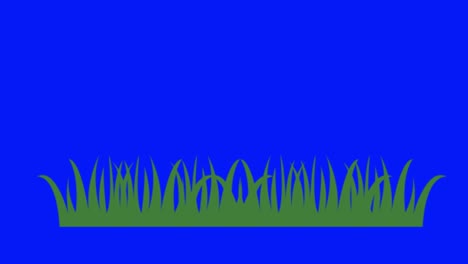colorful simple animation of a green grass isolated on a blue screen in 4k