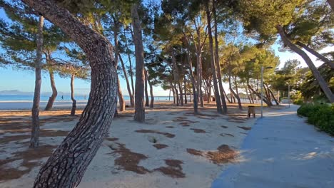 Playa-De-Alcudia-Llena-De-Pinos