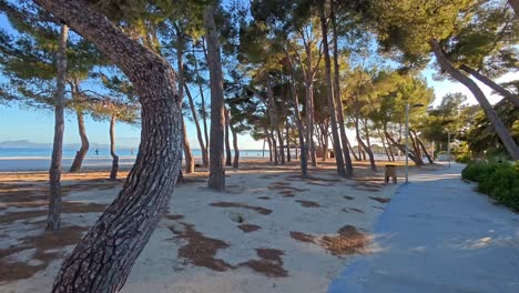 la playa de alcudia está llena de pinos.