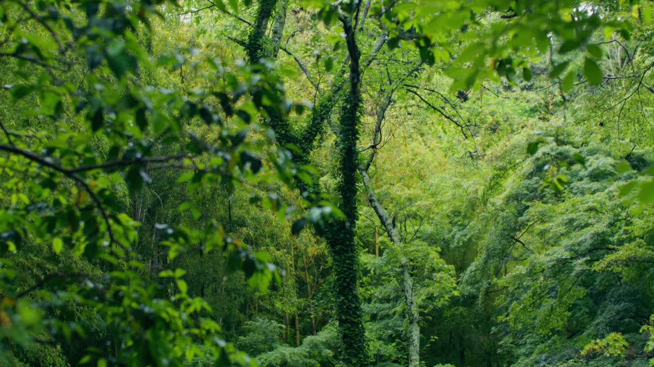 密集的綠色森林