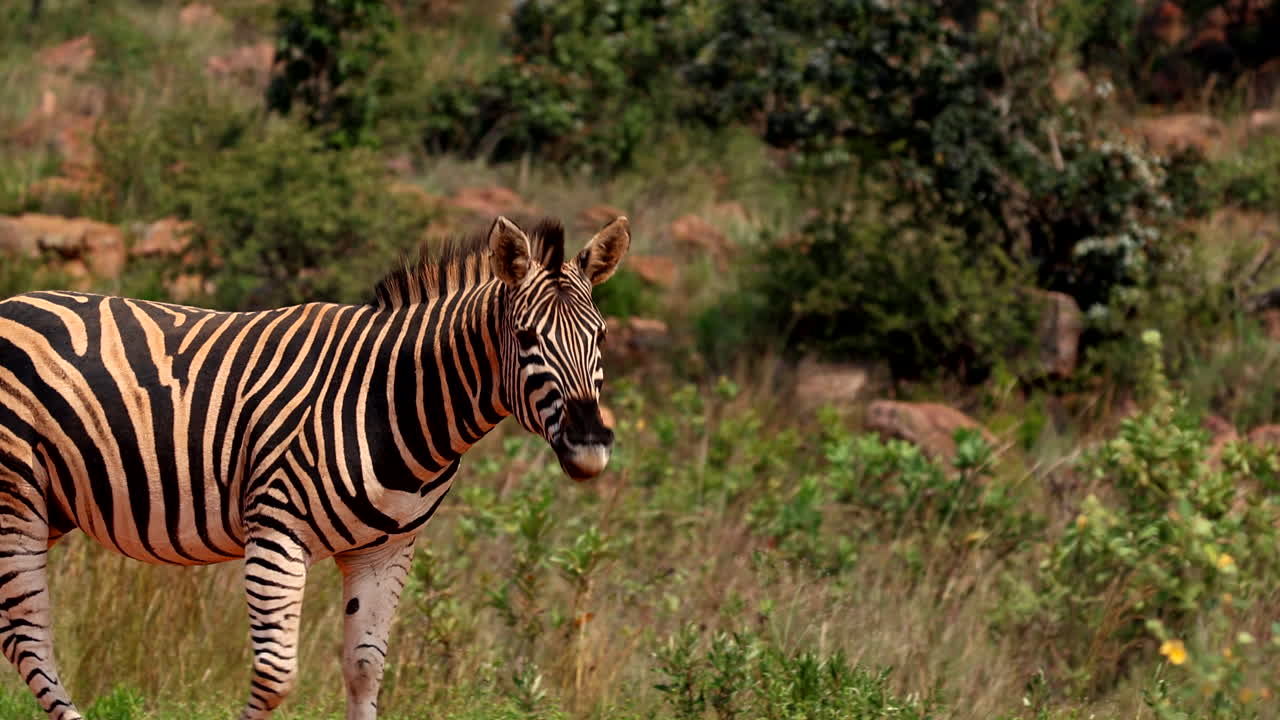 Zebra nodding head to shake off bugs, coat reddish from iron-rich soil outdoors