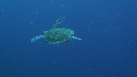 Three-legged-sea-turtle