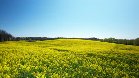 Sueño-Lúcido-De-Una-Experiencia-Fuera-Del-Cuerpo-Volando-A-Través-De-Campos-De-Canola-Alucinantes.