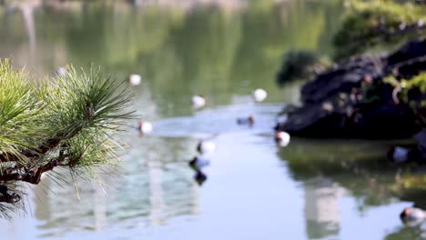 ducks swimming peacefully by lakeside greenery