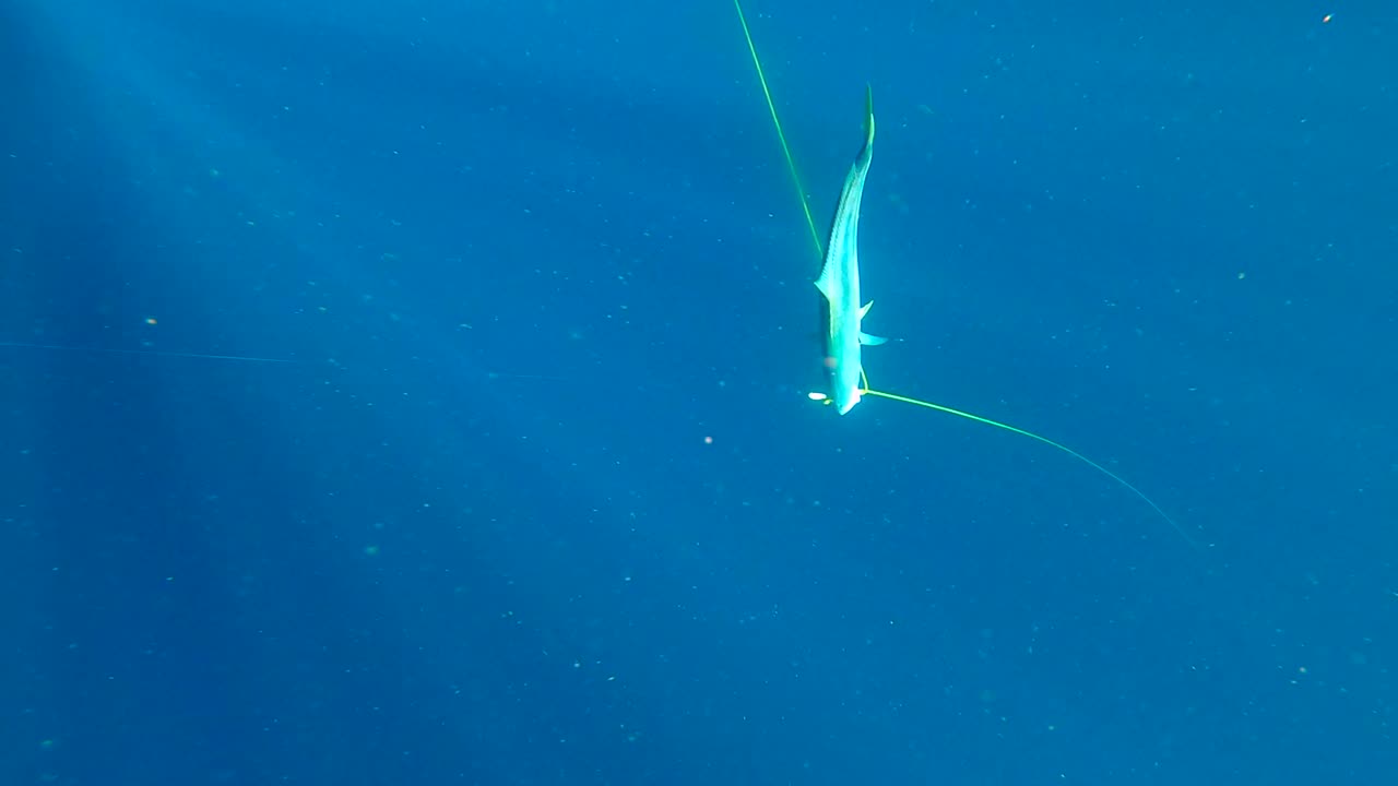 바다 속으로 다이빙하여 넓은 바다에서 광선으로 비춰지는 화려한 방어 물고기를 구경하세요