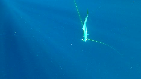 dive down underwater to see gorgeous yellowtail fish illuminated by light rays in open ocean