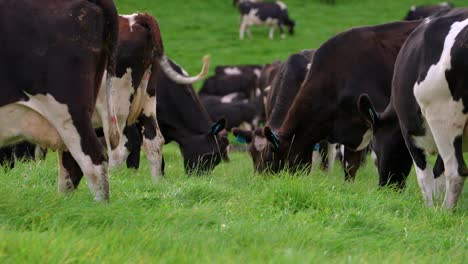 holstein cows eating lush grass in green pasture outdoors, low angle