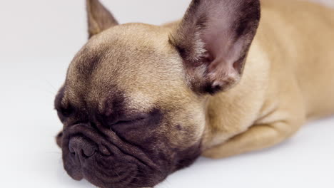 un lindo cachorro de bulldog francés de mascota
