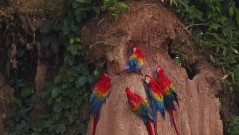 closeup of scarlet macaws eating clay with beaks at chuncho clay lick as one lands flapping its magnificent wings