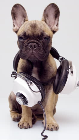 french bulldog puppy with headphones against a white background in vertical