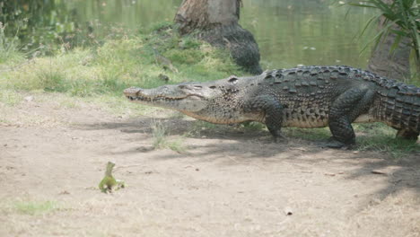 a crocodile rests close the river while a iguana runs