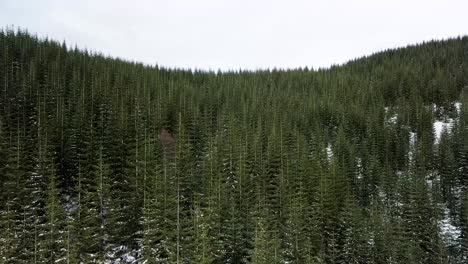 Mount-St-Helens-restructured-pine-forest-during-winter,-in-Washington-state