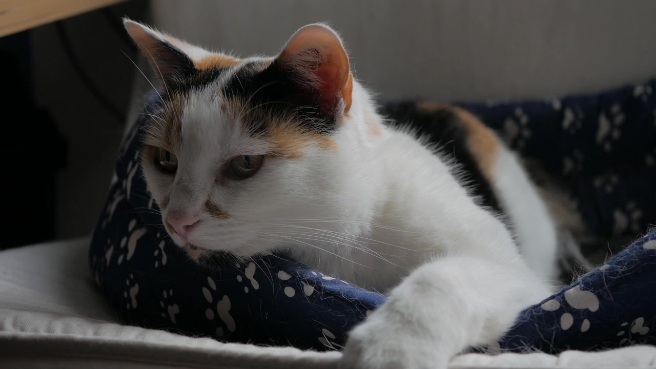 Gatto tricolore che osserva giocosamente