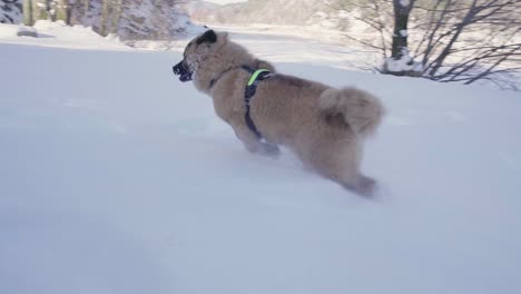 Welpe-Läuft-Im-Schnee-Eurasier-Welpe-Läuft-Im-Schnee