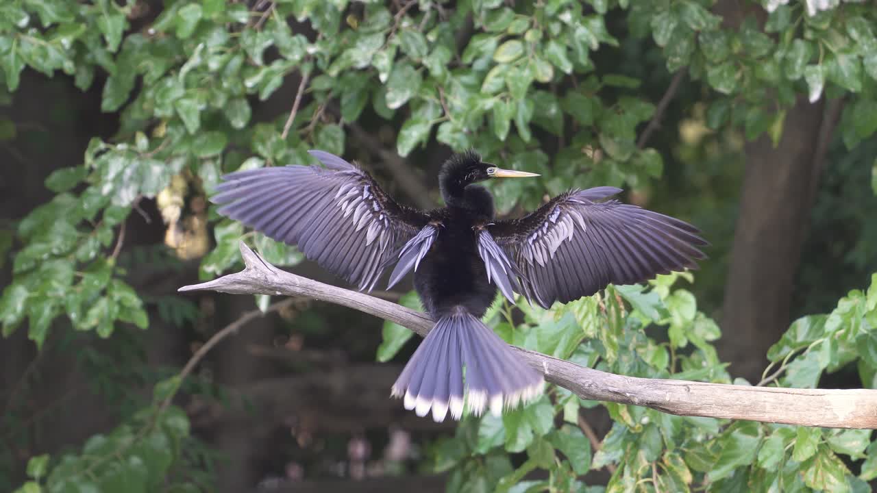 Gros plan d'un anhinga d'Amérique noir séchant ses ailes grand ouvertes tout en se toilettant sur une branche dans la nature
