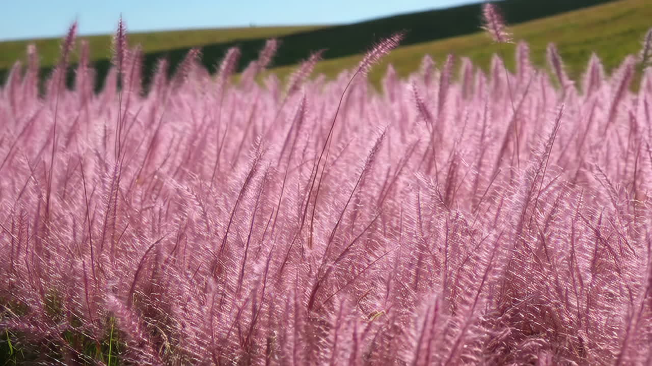 Field of Pink Feathery Grass