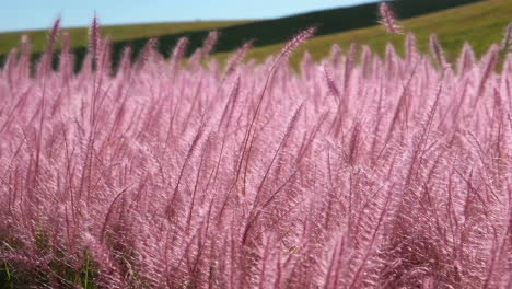 field of pink feathery grass