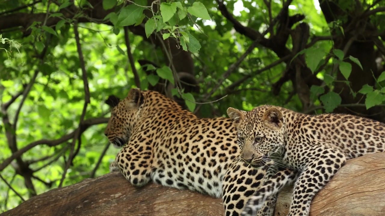 A playful leopard cub runs over its mother’s back as she rests on a large tree branch in Mashatu Game Reserve, Botswana, before turning its attention to her swinging tail.