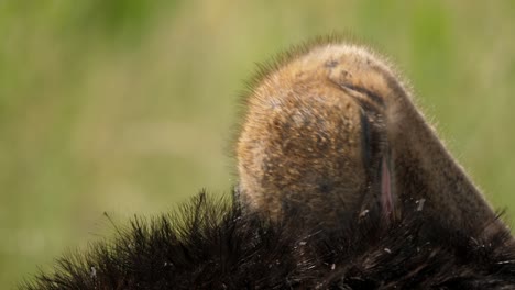 Primer-Plano-De-La-Cabeza-De-Avestruz-Limpiando-Sus-Plumas-En-El-Campo-Salvaje-Africano,-Enfoque-Selectivo