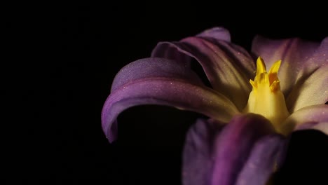 Rotating-leaf-feather-and-flower-on-turntable-with-dark-black-background-an-shallow-field-of-depth