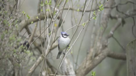 perched blue jay bird sits on a branch in a forest, majestic wild songbird of canada