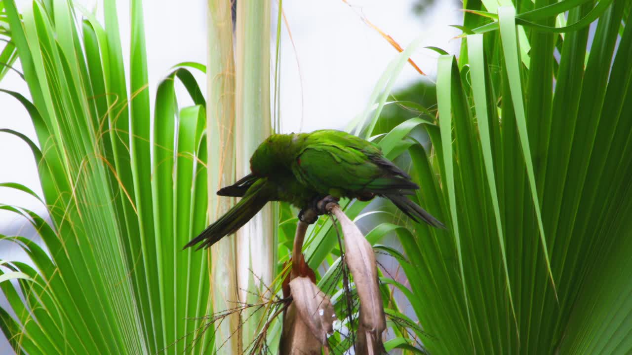 Green parrot perched on a tree branch amidst lush tropical foliage, preening itself