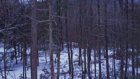 Imágenes-De-Video-De-Drones-Suaves-Que-Se-Elevan-A-Través-De-Un-Hermoso-Bosque-De-Pinos-Nevados-En-Invierno