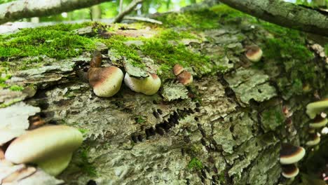 Closeup-view-of-Late-Fall-Polypore-shelf-mushrooms-growing-on-mossy-log