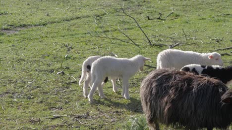 slow motion shot of spotted and white lambs joining ewes chewing leaves in sardinia, italy