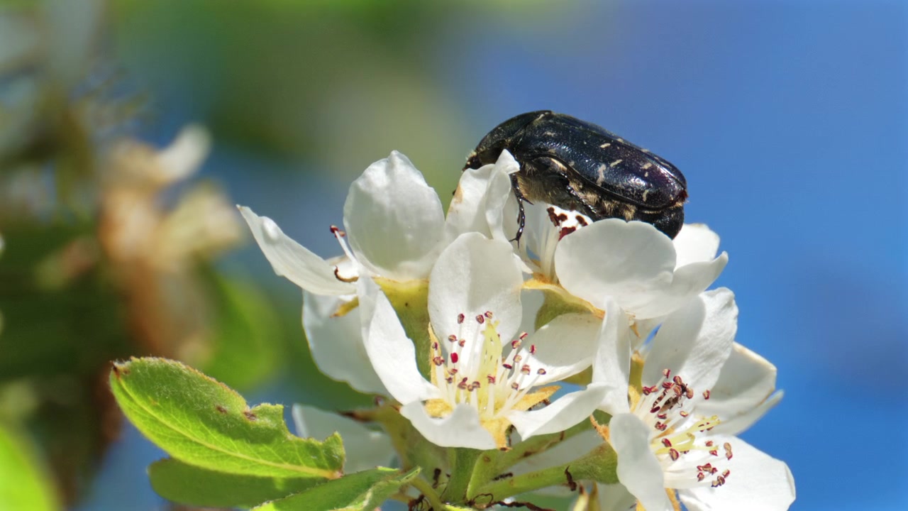 Close up shot of a honey bee pollinating delicate white blossoms under a clear blue sky
