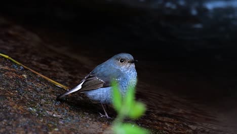 this female plumbeous redstart is not as colourful as the male but sure it is so fluffy as a ball of a cute bird