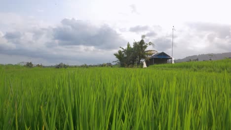 esta foto de mano de un arrozal tradicional en bali, indonesia muestra la agricultura tradicional en la luz de la tarde